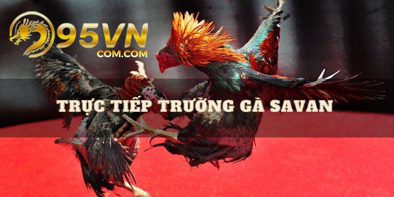 Kinh nghiệm tham gia cá cược đá gà savan thắng lớn tại mọi trận đấu