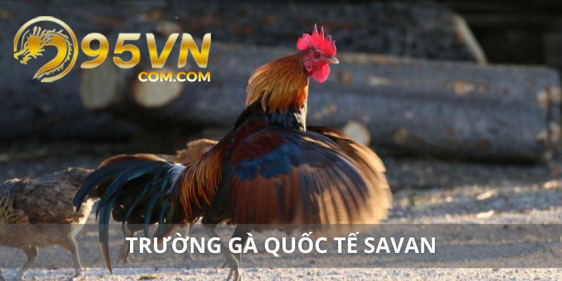 Tìm hiểu vài nét chính về tựa game đá gà savan thú vị và hấp dẫn